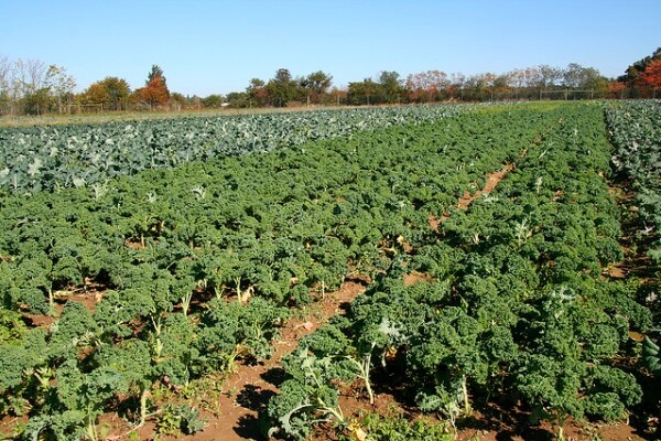 kaleshortage