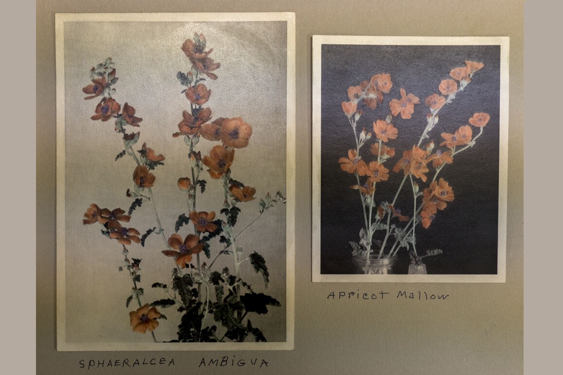 Botanist Mary Beal's hand-colored photographs