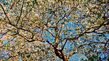 SPRINGTIME AT DOGWOOD RIDGE