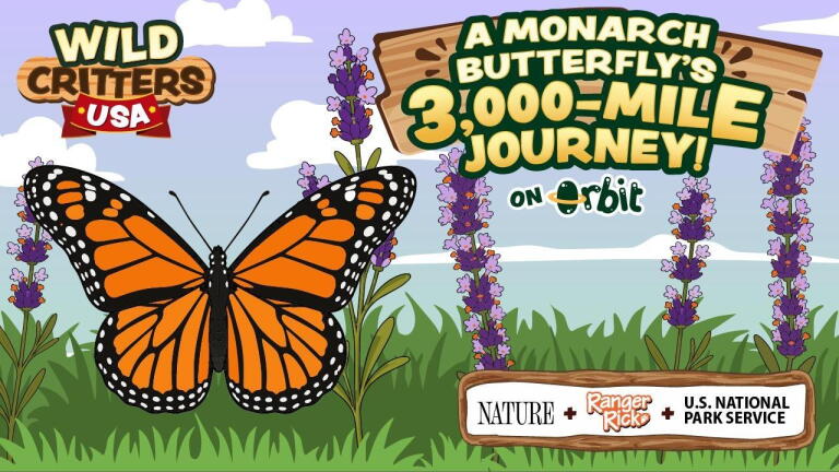 A Monarch Butterfly’s 3,000-Mile Journey | Wild Critters USA