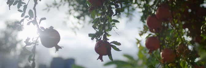 Fruit trees | Still from "Broken Bread" Access