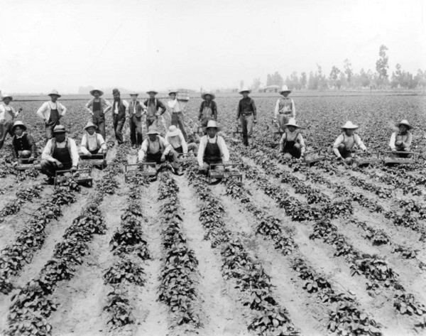 Farm workers on a Tropico Strawberry field, circa 1900. Courtesy of the USC Libraries - California Historical Society Collection.