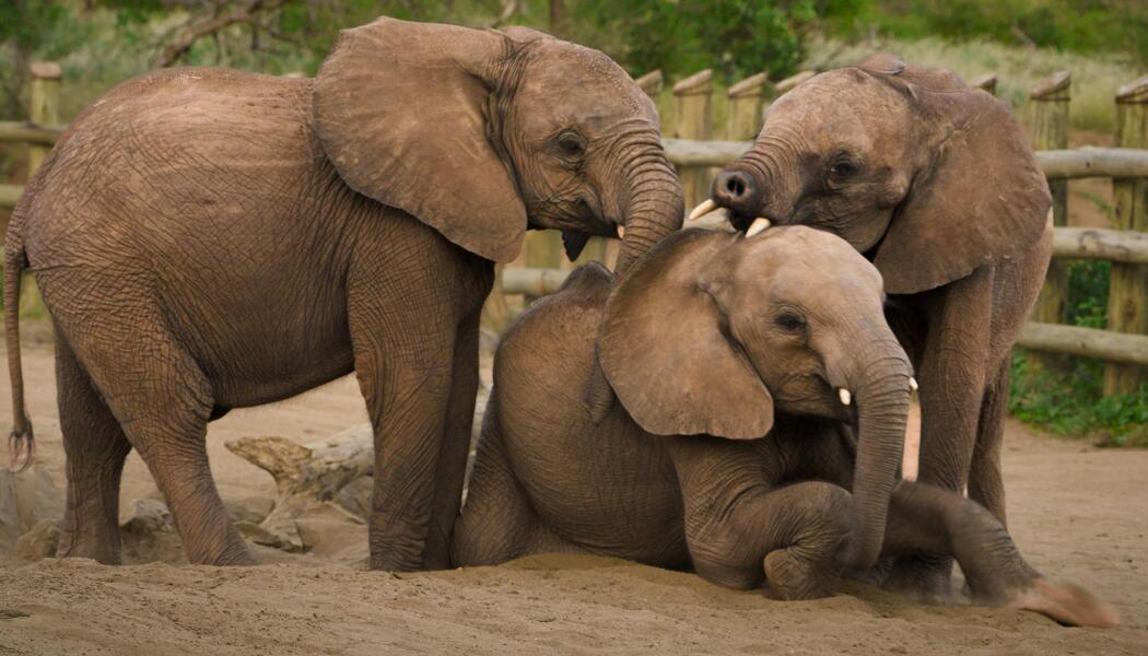 Baby Steps | Becoming Elephant: The Orphans of Reteti