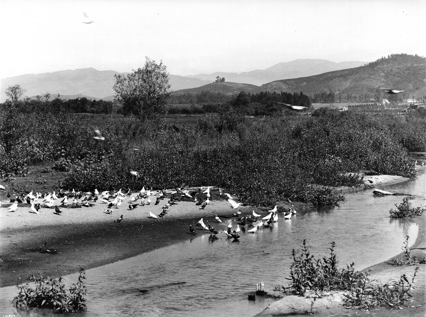 Pigeons bathe in the very river that would eventually claim their lives