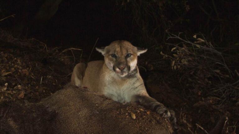 How P-22 Came to Live in Griffith Park