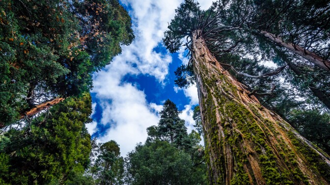 Trees in the Sand to Snow National Monument | Photo: Ron Kroetz, some rights reserved