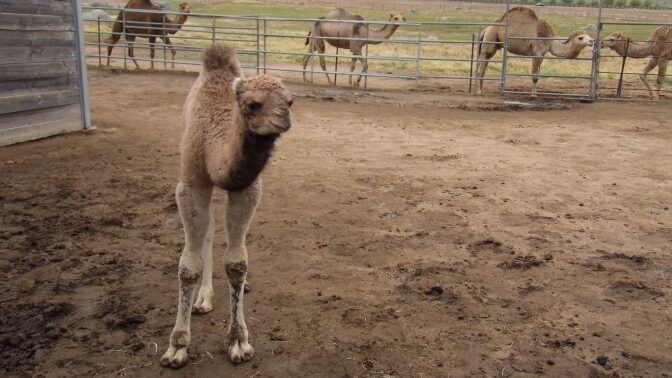 camel dairy