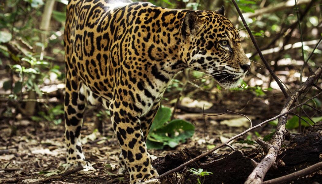 Preview of Jaguar Beach