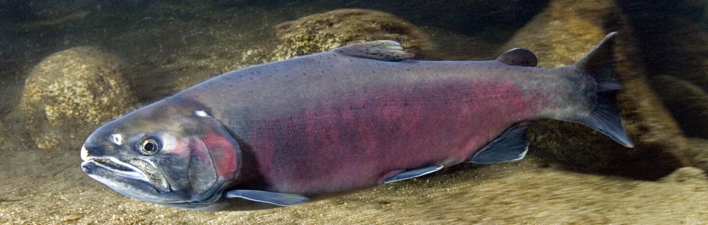 Coho salmon in Big Creek, California | Photo: NOAA Fisheries