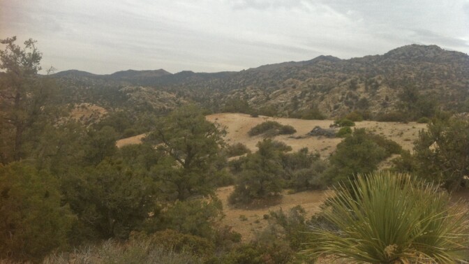 The juniper belt of the San Bernardino Mountains | Photo: Chris Clarke
