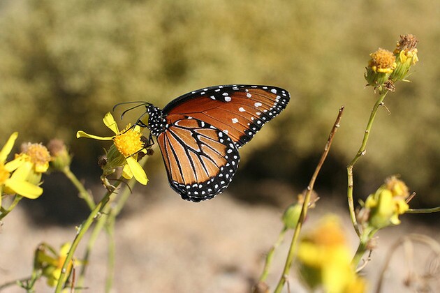 queen-butterfly-3-23-15-thumb-630x420-89903