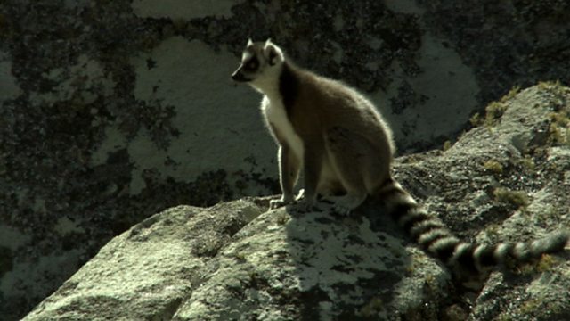 madagascar: lost worlds