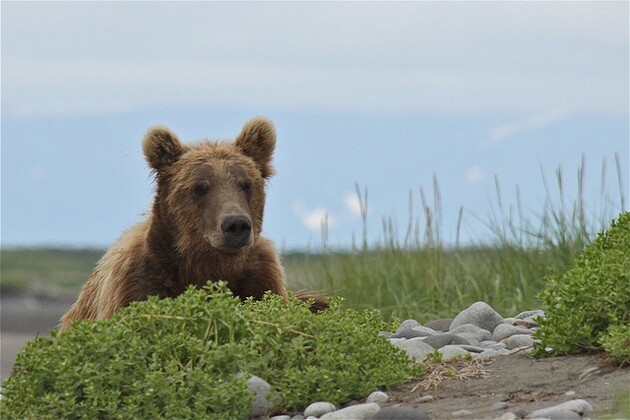 hello-griz-6-26-15-thumb-630x420-94675