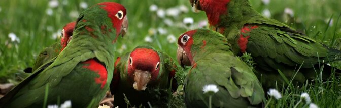 Cherry-headed conures feast on a discarded apple core. | Photo: Ingrid Taylar, some rights reserved