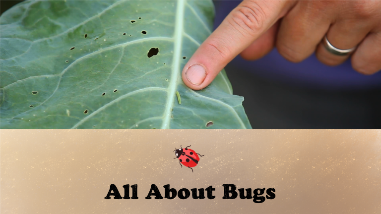 All About Bugs