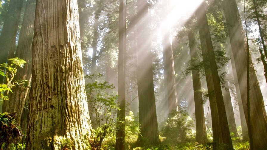 Del Norte Coast Redwoods State Park