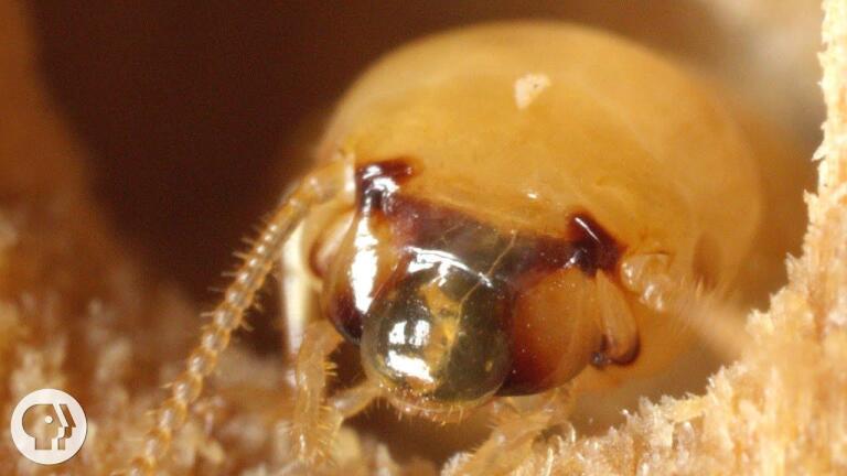 Termites and their Palace of Poop