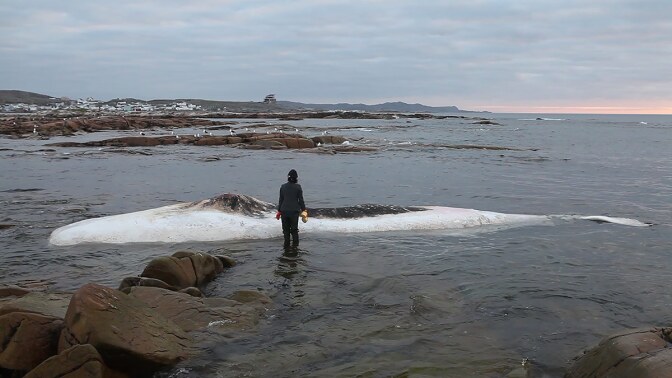 On a walk in Newfoundland, artist Patty Chang found a dead sperm whale washed up on the shore and decided to wash it as a form of purifying the body to prepare it for the next stage. The scene became part of her 2016 work, “Invocation of a Wandering Lake.