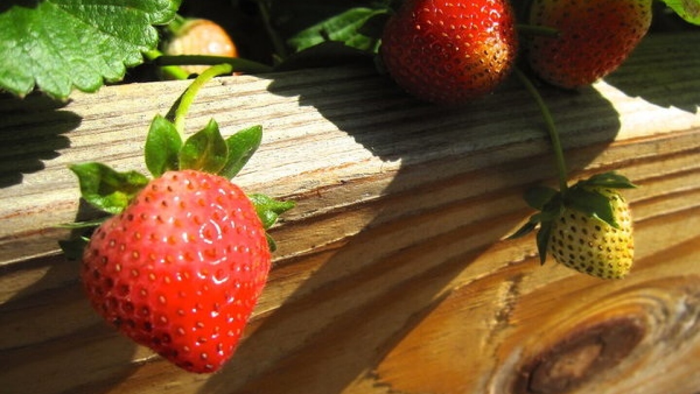 Sometimes just seeing a few strawberries grow is worth it. Photo Credit: Danny Cohen