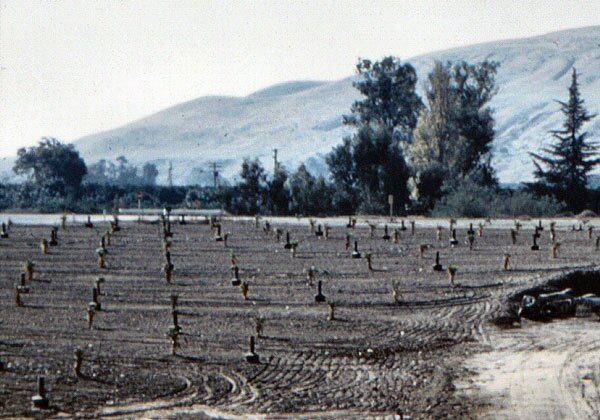 Smudge pots near San Juan Creek in San Juan Capistrano, 1960. Courtesy of the Orange County Archives.