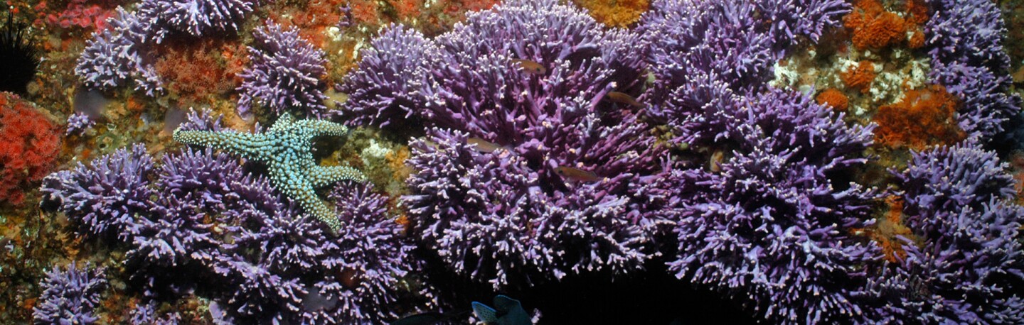 Sea star in hydrocoral on Farnsworth Banks | Photo: Ray Allersick, some rights reserved