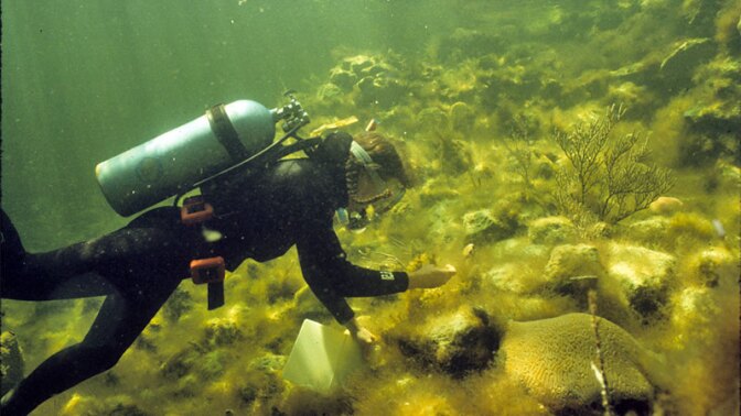 Gaie Alling weeds a coral reef. | Photo: Phil Dustan