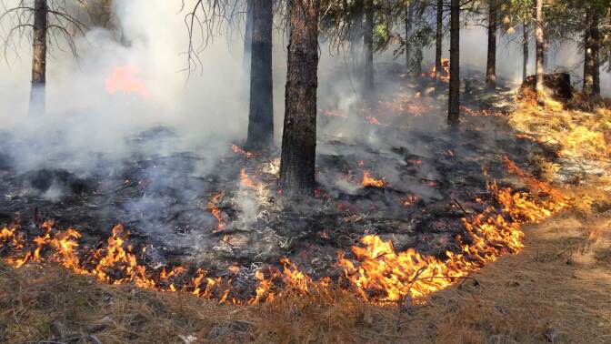 Prescribed burn in the Shasta-Trinity Forest. | Pacific Southwest Forest Service, USDA / Flickr / CC BY 2.0