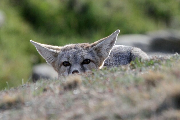 san-joaquin-kit-fox-3-12-15-thumb-630x420-89367