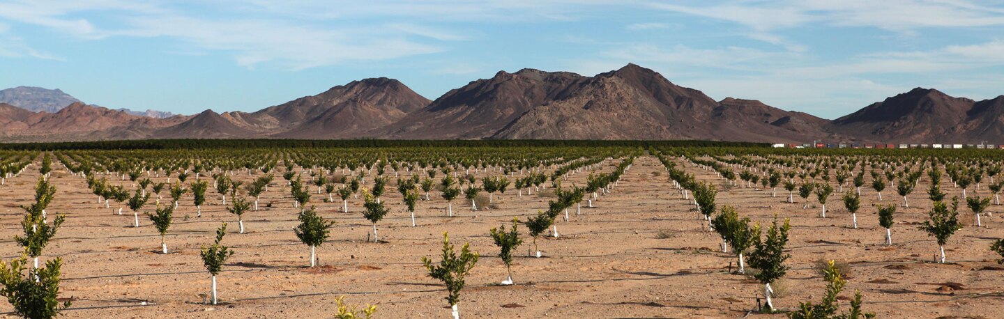 Lemon orchard in the Cadiz valley | Photo: Cadiz, Inc.