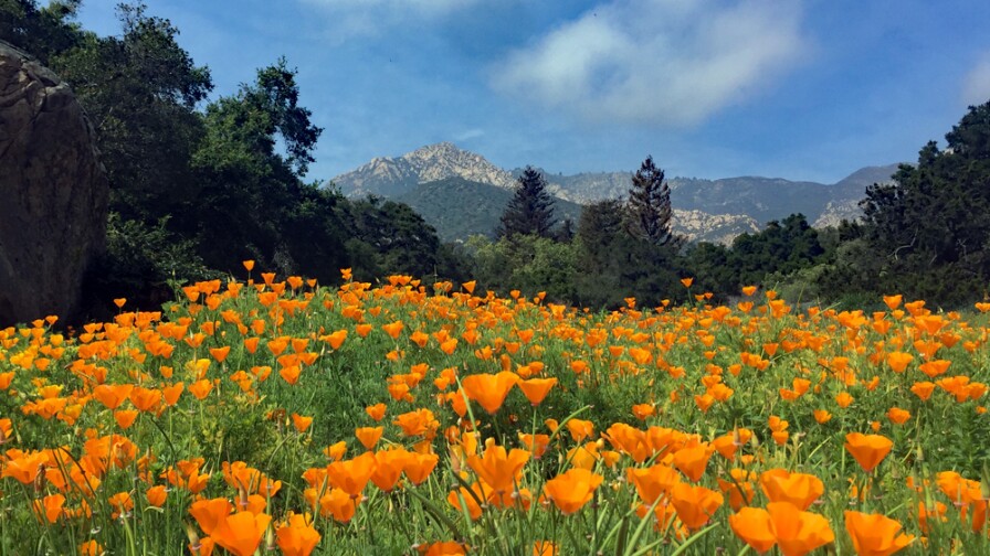Bright orange California poppies are in full bloom in a meadow in the foreground of the photo, Just beyond the poppies are a line of tall, dark trees. And off in the distance is a magnificent mountain range — the Santa Ynez Mountains.