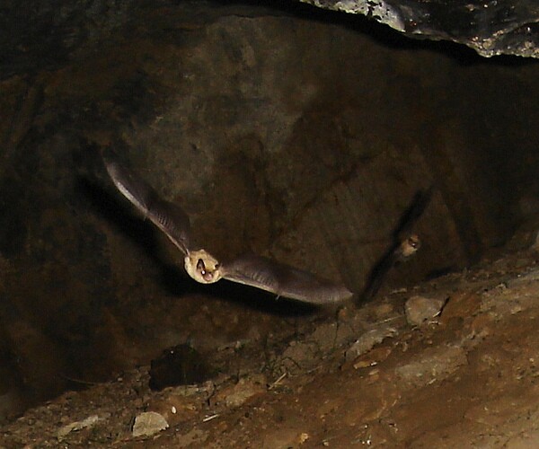 Bats-Tehachapis-9-19-12-thumb-600x500-36475
