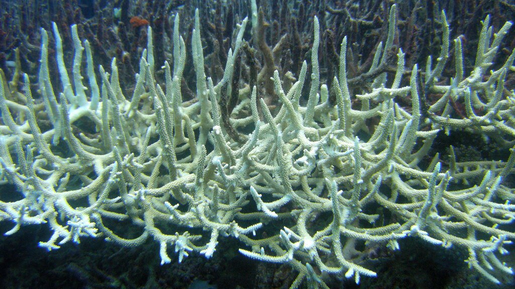 Bleached staghorn coral off the coast of Queensland | Photo: Matt Kieffer, some rights reserved