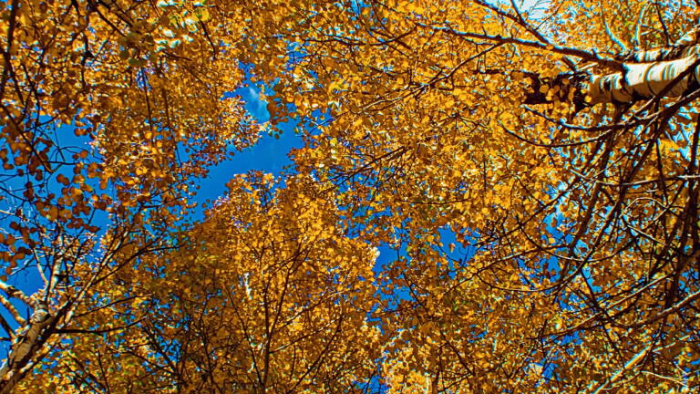 LAST OF THE OCHRE AUTUMN IN THE ROCKIES - Extended Version