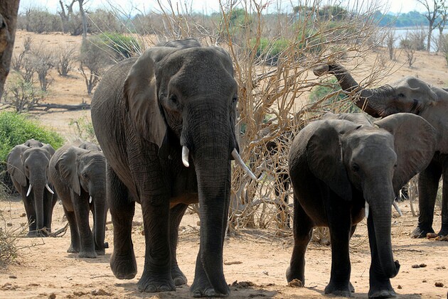 ivory-ban-bill-3-11-15-thumb-630x421-89319