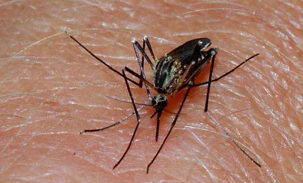west-nile-virus-2014-07-31-thumb-600x363-78478