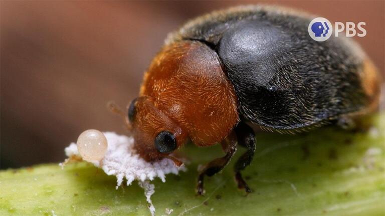 Save The Grapes! Enter The Mealybug Destroyer!