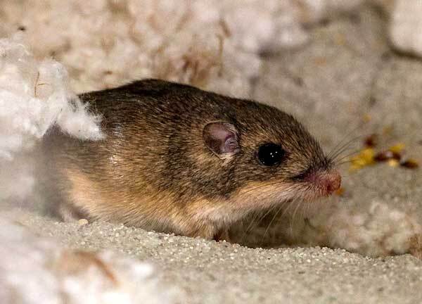 Pacific pocket mouse on April 9, 2014 at the San Diego Zoo | Photo: Ken Bohn, San Diego Zoo.