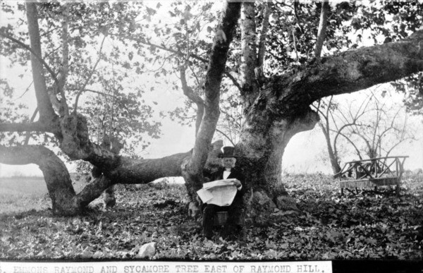 A sycamore tree in South Pasadena in 1886. Courtesy of the USC Libraries - California Historical Society Collection.
