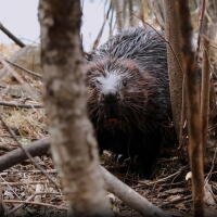 Dam it; Beavers to the Rescue
