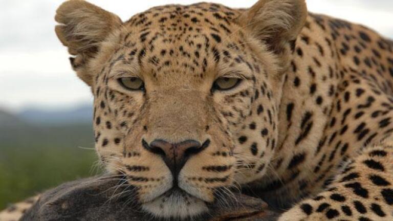Revealing the Leopard - Preview