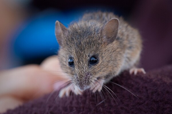 salt-marsh-harvest-mouse-1-23-14-thumb-600x399-67467