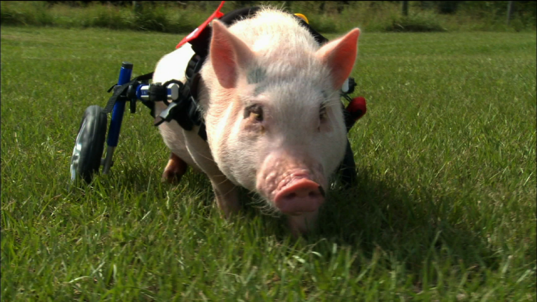 Trailer: My Bionic Pet