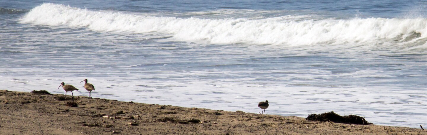 Shorebirds work the surfline at Santa Monica Beach : Photo: Jason Goldman