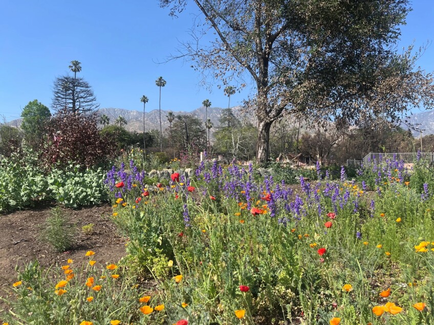 flowers.jpg