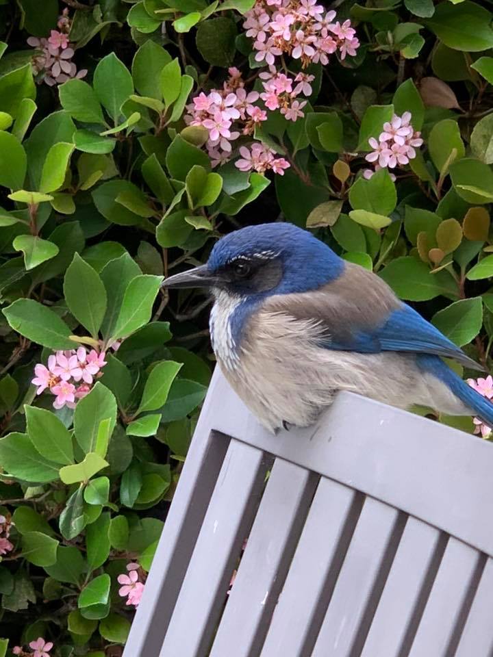 Close up picture of a bluebird perched on a bench | Karen Foshay