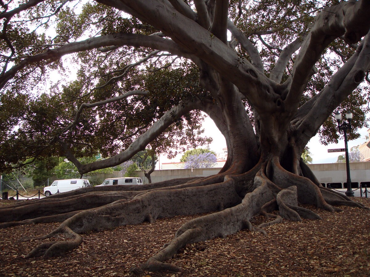 Moreton Bay Fig Tree | enfad/Flickr