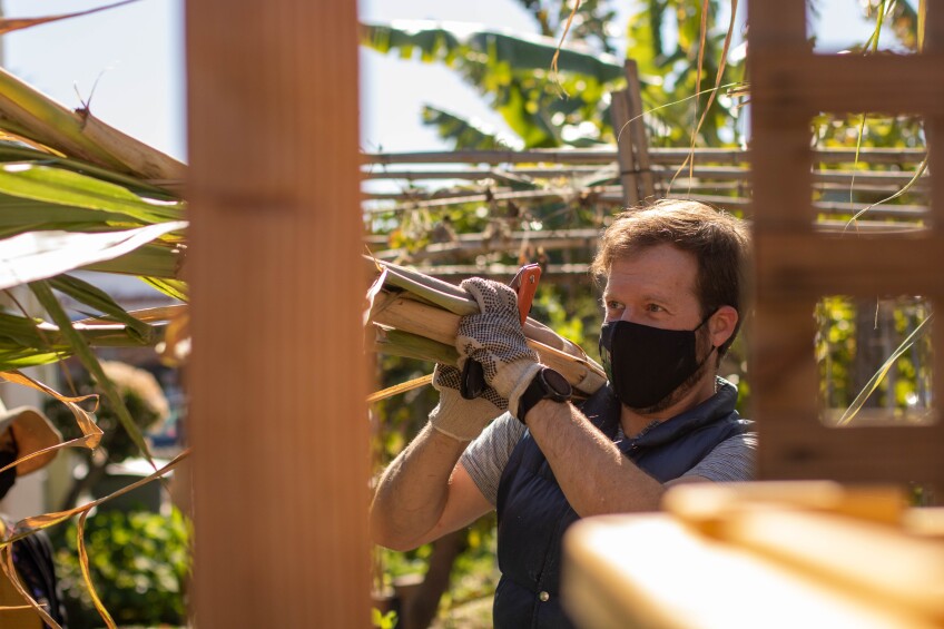 A young man wearing gardening gloves and a face mask carries tall stalks of sugar cane over his shoulder.