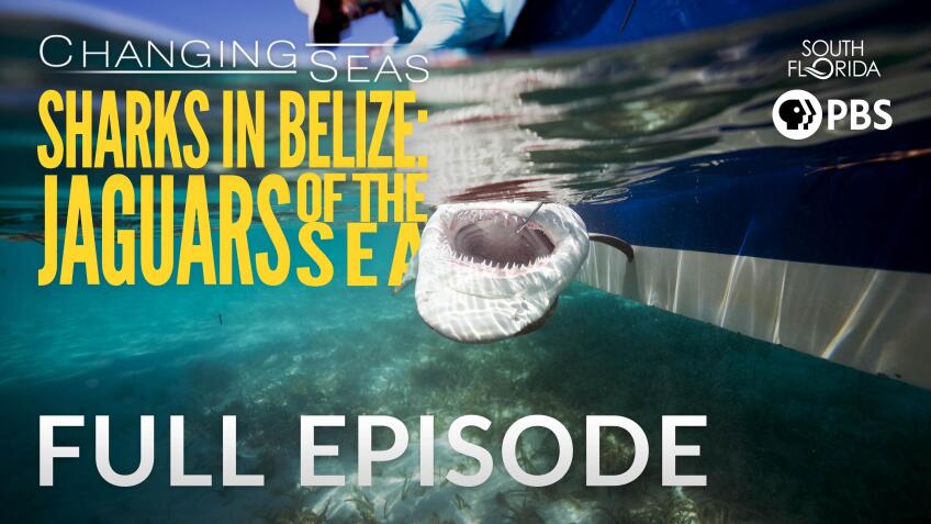 Sharks in Belize: Jaguars of the Sea