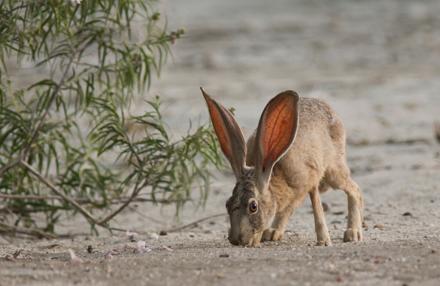 Cadiz might imperil Mojave Trails' wildlife, such as this black-tailed jackrabbit.