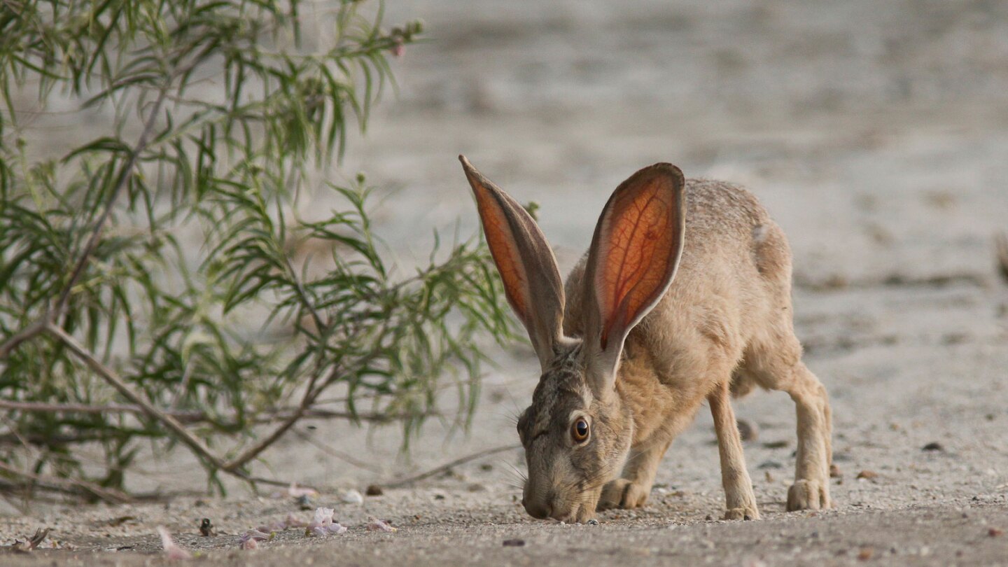 Cadiz might imperil Mojave Trails' wildlife, such as this black-tailed jackrabbit.